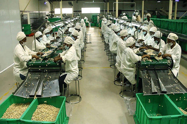 Cashew Processing Industries